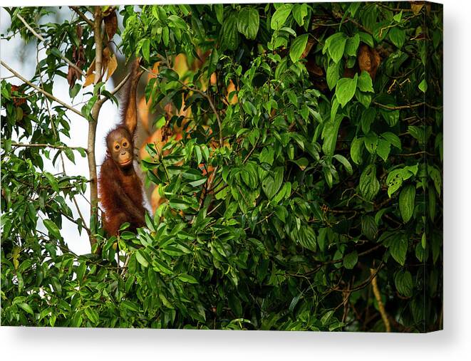 Sebastian Kennerknecht Canvas Print featuring the photograph Young Orangutan In Sepilok by Sebastian Kennerknecht