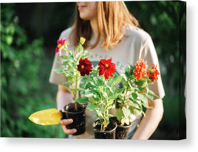 Dahlias Canvas Print featuring the photograph Young Woman Holding Flower Pot While Working In Garden by Cavan Images