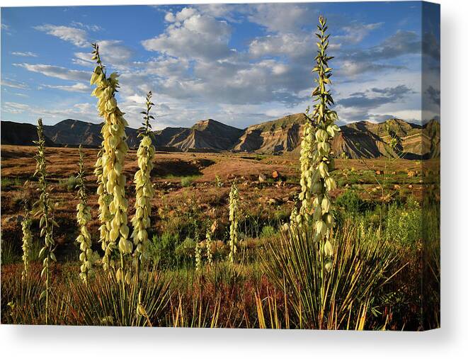 Book Cliffs Canvas Print featuring the photograph Yuccas Bloom in Book Cliffs Desert by Ray Mathis