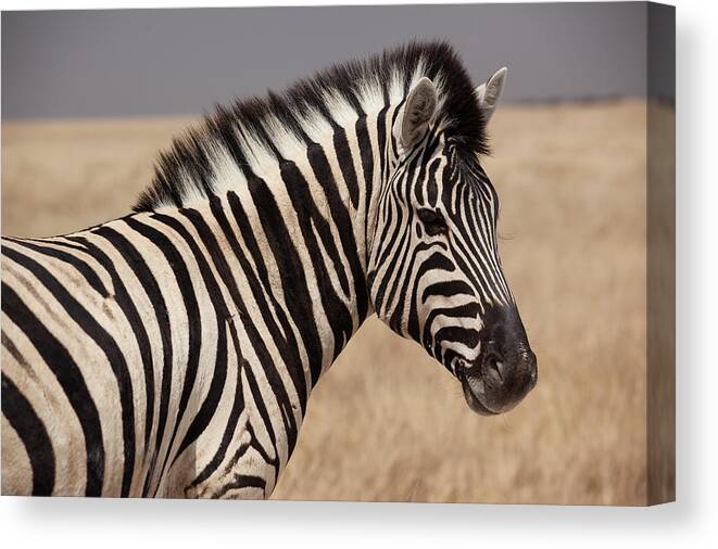 Animal Themes Canvas Print featuring the photograph Zebra by Bjarte Rettedal