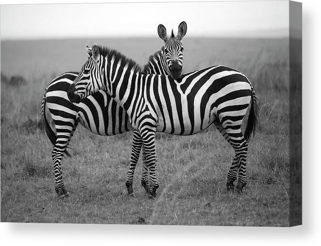 Kenya Canvas Print featuring the photograph Zebra In Masai Mara by Mlorenzphotography