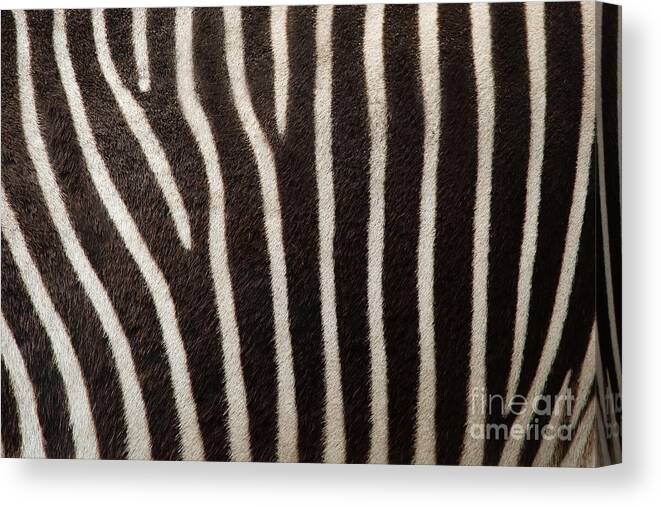 Zebra Canvas Print featuring the photograph Zebra by Uzuri