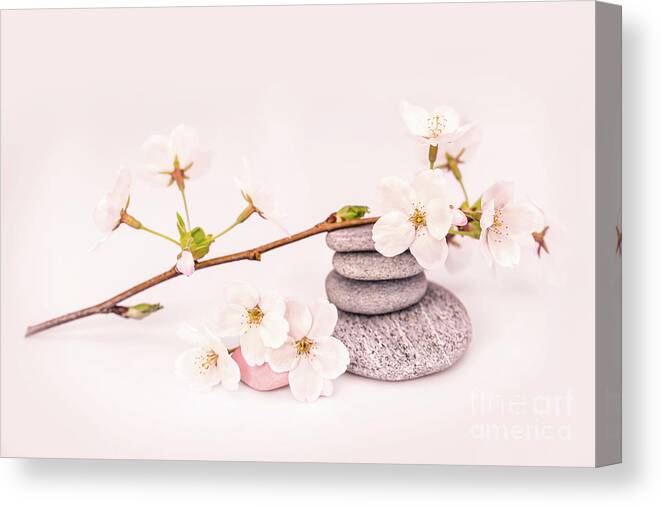 Cherry Tree Canvas Print featuring the photograph Zen Cherry blossom by Delphimages Photo Creations