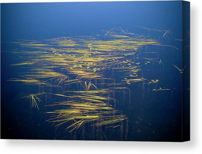 Photography Canvas Print featuring the photograph Zen Reeds by Jeffrey PERKINS