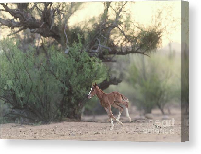 Cute Canvas Print featuring the photograph Zoomies by Shannon Hastings