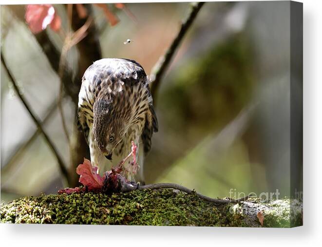 Cooper's Hawk Canvas Print featuring the photograph A Juvenile Cooper's Hawk #1 by Amazing Action Photo Video