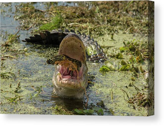 Alligator Canvas Print featuring the photograph Alligator Eating Turtle #2 by Carolyn Hutchins