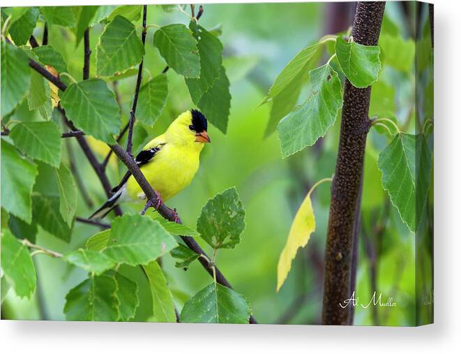 American Canvas Print featuring the photograph American Goldfinch #1 by Al Mueller