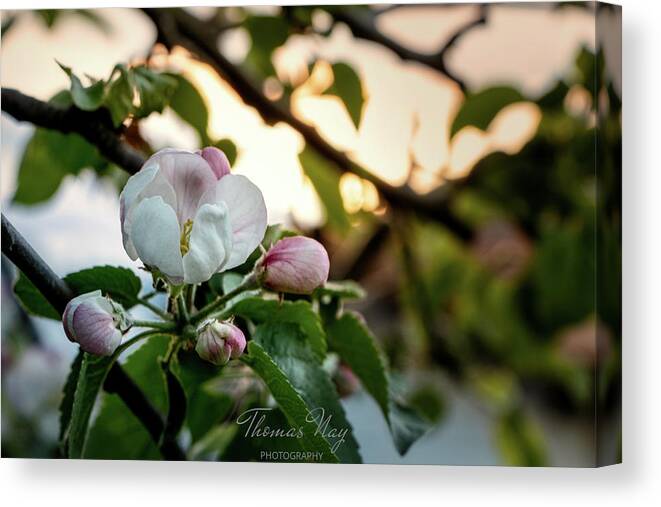 Apple Blossom Canvas Print featuring the photograph Apple blossom #1 by Thomas Nay