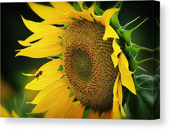 Insect Canvas Print featuring the photograph Approaching #1 by Alessandro Giorgi Art Photography