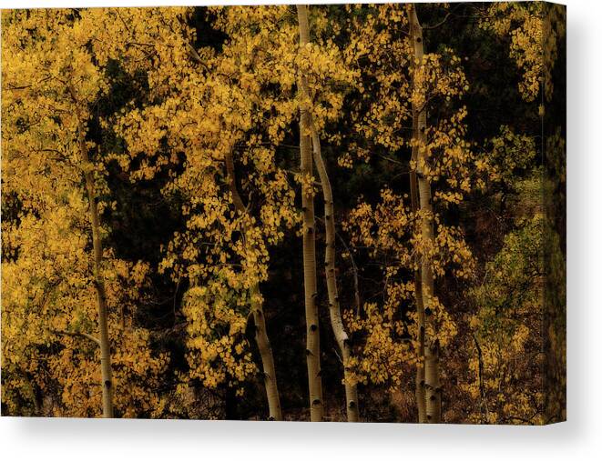Co Canvas Print featuring the photograph Aspens in sunlight #1 by Doug Wittrock
