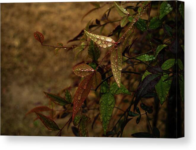 Leaves Canvas Print featuring the photograph Autumn Leaves #1 by Karen Harrison Brown
