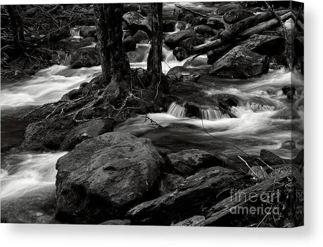 Middle Prong Trail Canvas Print featuring the photograph Black and White River 3 #1 by Phil Perkins