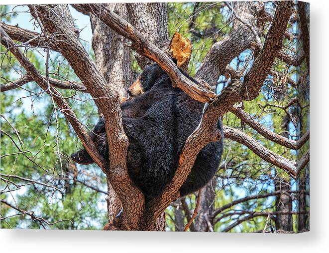 Black Bear Canvas Print featuring the photograph Black Bear In A Tree #1 by Jim Vallee