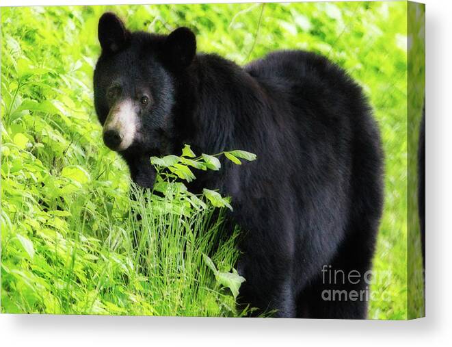 Landscape Canvas Print featuring the photograph Black Bear, Smoky Mountains by Theresa D Williams