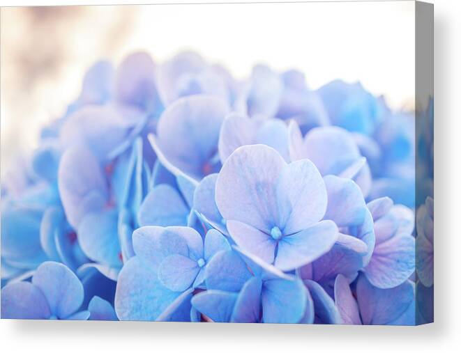 Blue Hydrangea Canvas Print featuring the photograph Blue Hydrangea a by Lilia S