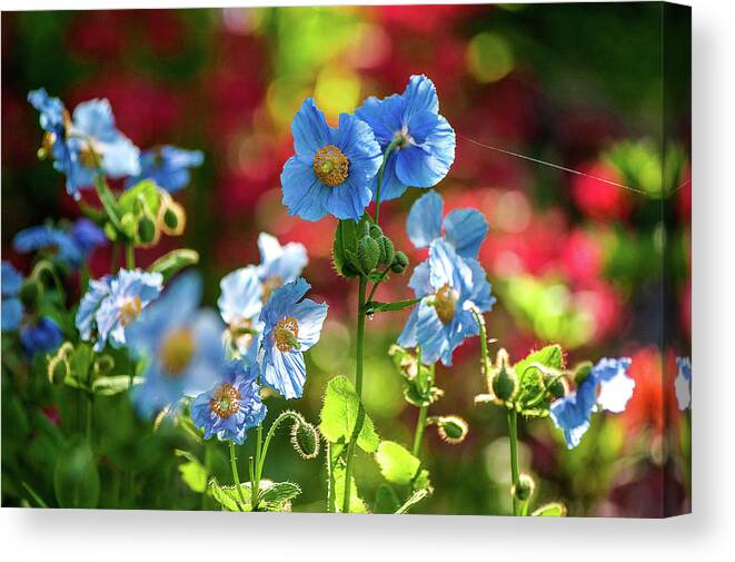 Himalayan Blue Poppies Canvas Print featuring the photograph Blue Poppies #1 by Louise Tanguay