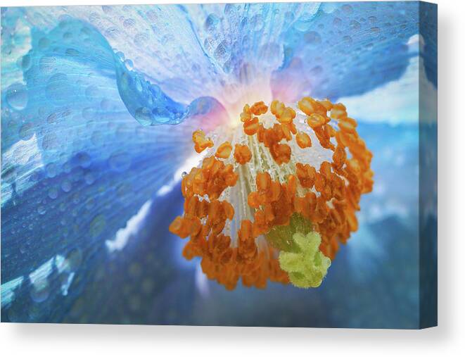 Himalayan Blue Poppies Canvas Print featuring the photograph Blue Poppy #1 by Louise Tanguay