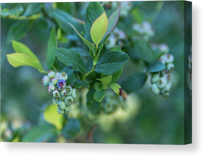Blueberry Canvas Print featuring the photograph Blueberry Bush #1 by Amelia Pearn