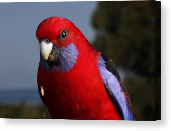  Australia Canvas Print featuring the photograph Bold and beautiful #2 by Leigh Henningham