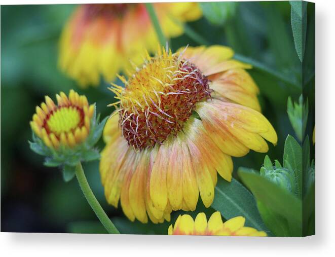 Flower Canvas Print featuring the photograph Bud to Bloom by Mary Anne Delgado