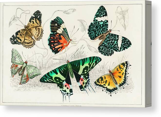 Vintage Print Canvas Print featuring the painting Collection of Various Butterflies #1 by World Art Collective