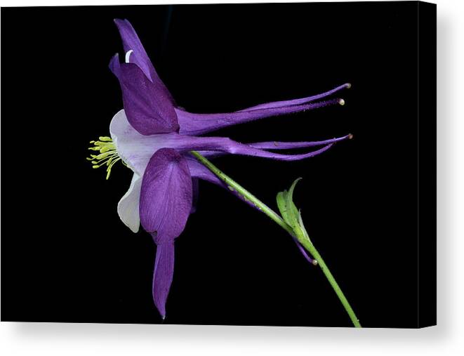 Floral Canvas Print featuring the photograph Columbine 781 by Julie Powell