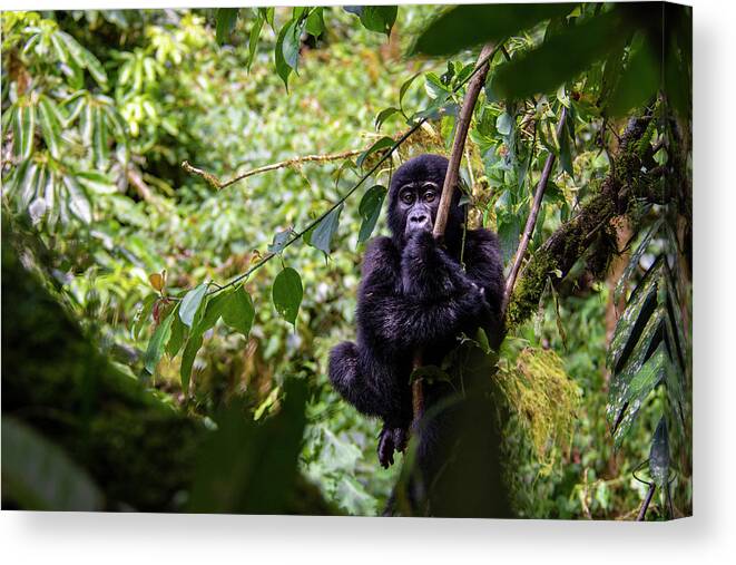 Gorillas Canvas Print featuring the photograph Contemplation by Kush Patel