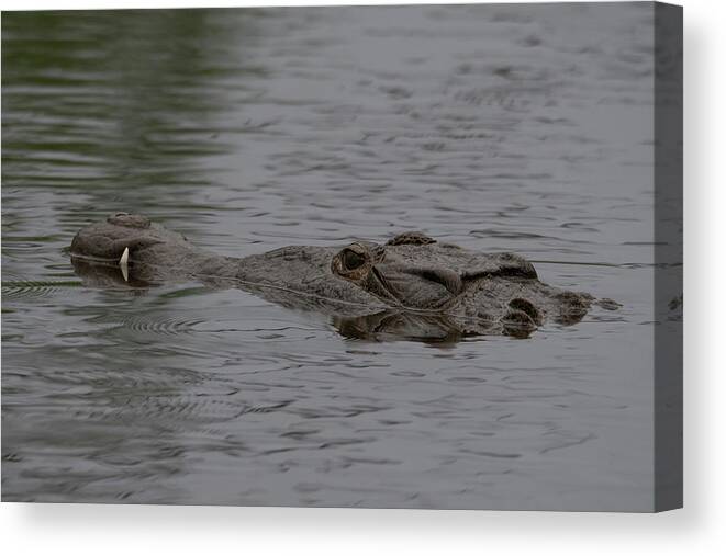 Crocodile Canvas Print featuring the photograph Crocodile in Rain #2 by Carolyn Hutchins