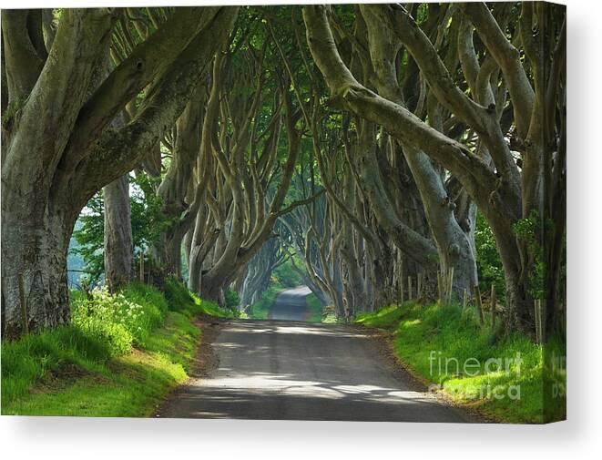 Dark Hedges Canvas Print featuring the photograph Dark Hedges, County Antrim, Northern Ireland by Neale And Judith Clark