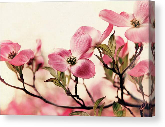 Dogwood Canvas Print featuring the photograph Delicate Dogwood #1 by Jessica Jenney