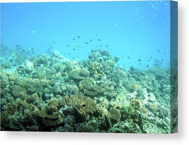Sea Canvas Print featuring the photograph fish among corals in Red Sea #1 by Mikhail Kokhanchikov