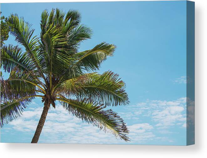 Blue Canvas Print featuring the photograph Florida Palm by George Strohl