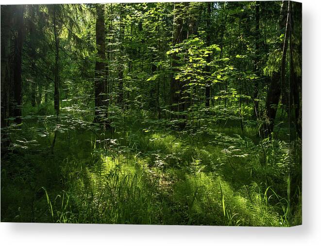 Forest Canvas Print featuring the photograph Forest landscape with trees and sun #1 by Mikhail Kokhanchikov