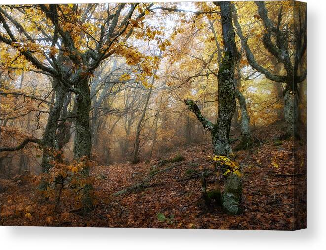 Oak Woodland Canvas Print featuring the photograph Hayedo de La Pedrosa, one of the southernmost in Europe. #1 by M.A. Josephson