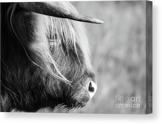 Highland Cattle Canvas Print featuring the photograph Highland cow face side view black and white #2 by Simon Bratt