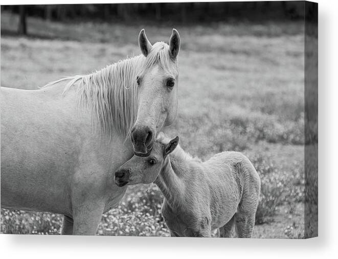 Horse Canvas Print featuring the photograph Hugging momma #1 by Jamie Tyler