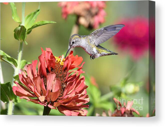 Kmaphoto Canvas Print featuring the photograph Hummingbird Garden #2 by Kristine Anderson