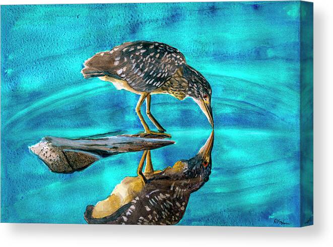 Heron Canvas Print featuring the photograph Juvenile Black Crowned Night Heron by Rick Mosher