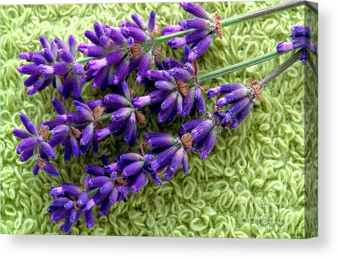 Aromatherapy Canvas Print featuring the photograph Fresh Lavender Flowers on Bath Towel in a Spa by Olivier Le Queinec