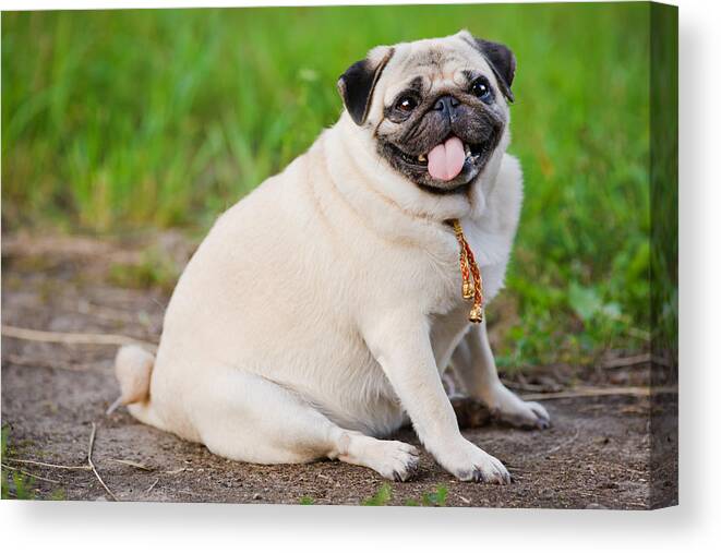 Pets Canvas Print featuring the photograph Little fat pug sitting on sidewalk in summer park #1 by O_sa