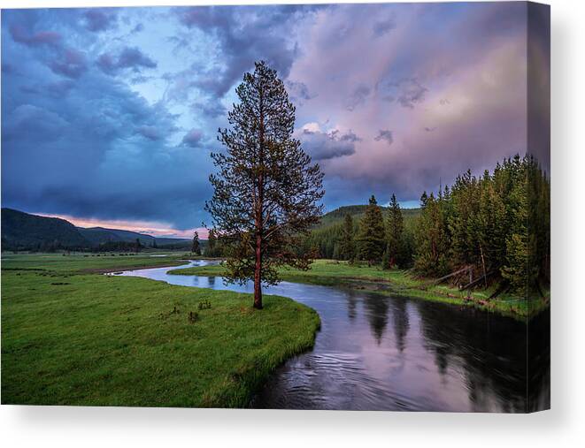 Photography Canvas Print featuring the photograph Lone tree #1 by Philip Cho
