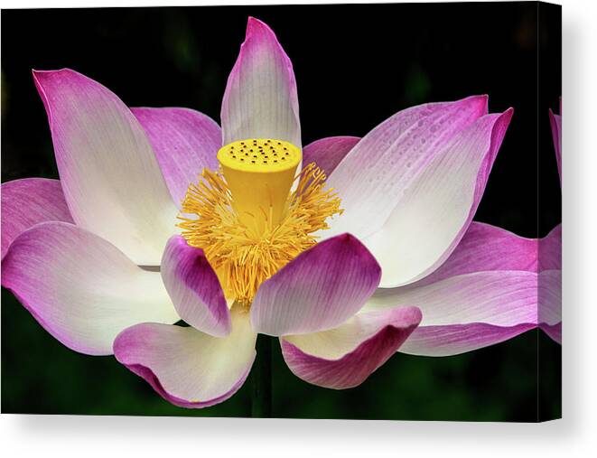 Flower Fleur Lotus Rose Pink Zen Serenity Calm Calme Hawaii Canvas Print featuring the photograph Lotus #2 by Louise Tanguay