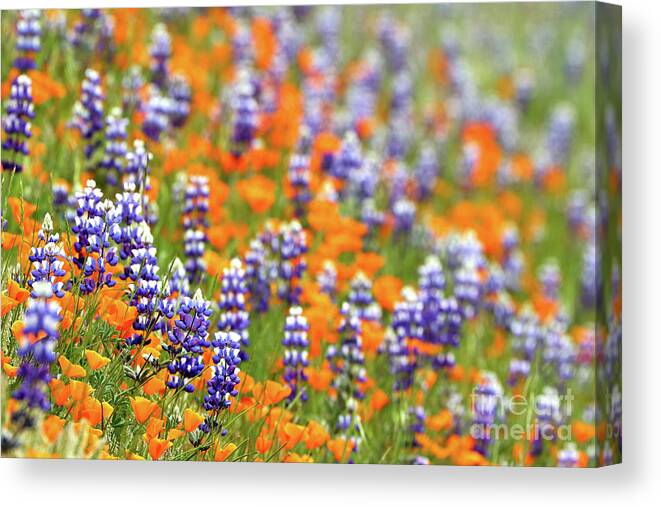 Lupine Canvas Print featuring the photograph Lupines and Poppies #1 by Vivian Krug Cotton