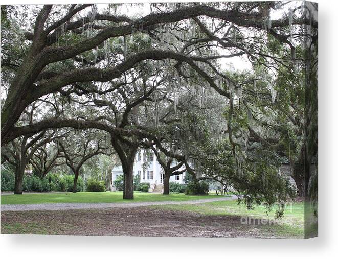 Mcleod Plantation Canvas Print featuring the photograph McLeod Plantation #1 by Flavia Westerwelle