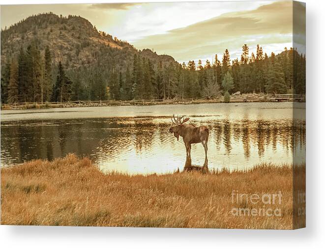 Morning Moose Canvas Print featuring the photograph Morning Moose #1 by Lynn Sprowl