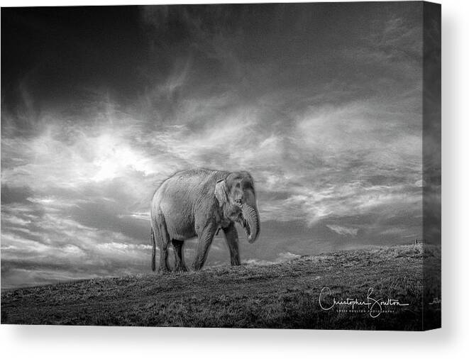 Elephant Canvas Print featuring the photograph Never Forget #1 by Chris Boulton