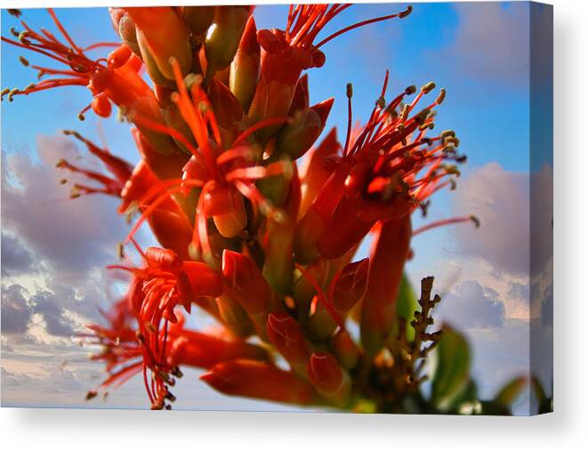 Ocotillo Bloom Canvas Print featuring the photograph Ocotillo Bloom by Gene Taylor