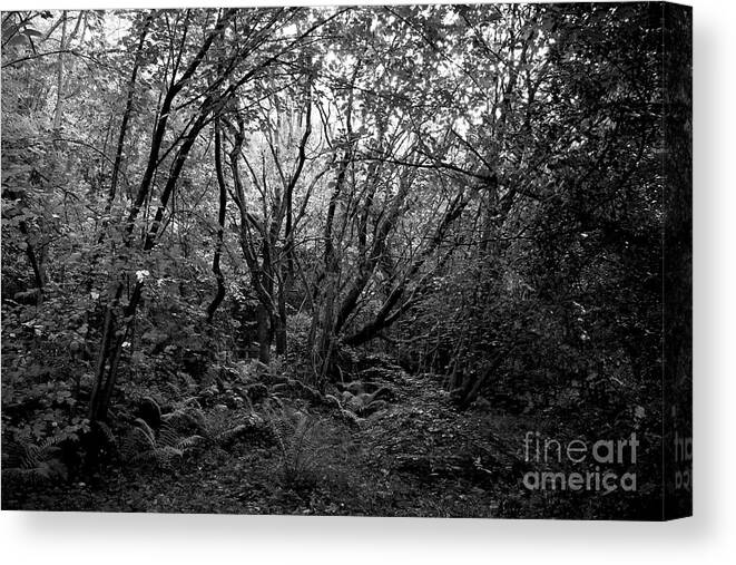 Old Growth Canvas Print featuring the photograph Old Growth Forest #1 by Doc Braham