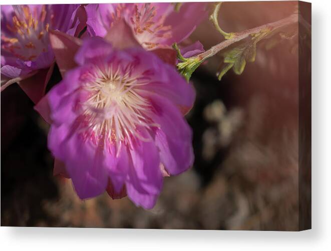  Canvas Print featuring the photograph Pasque Flower #1 by Laura Terriere